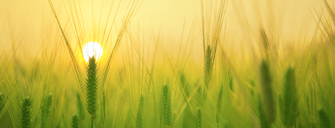 Lightness of Being - Holistic Hynotherapy and Spiritual Life Coaching